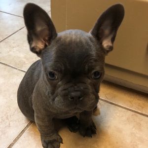 Meet your Posher, Bobby